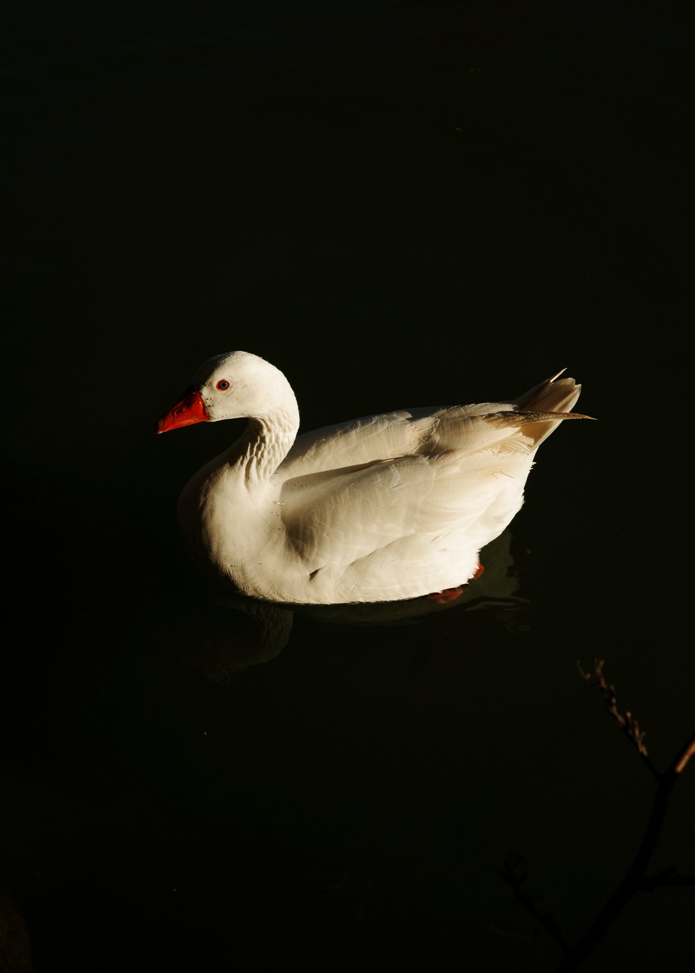 Pato elegante