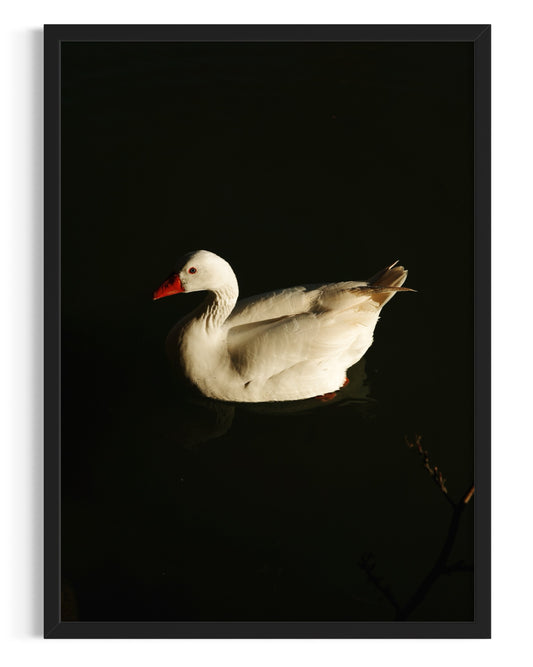 Pato elegante
