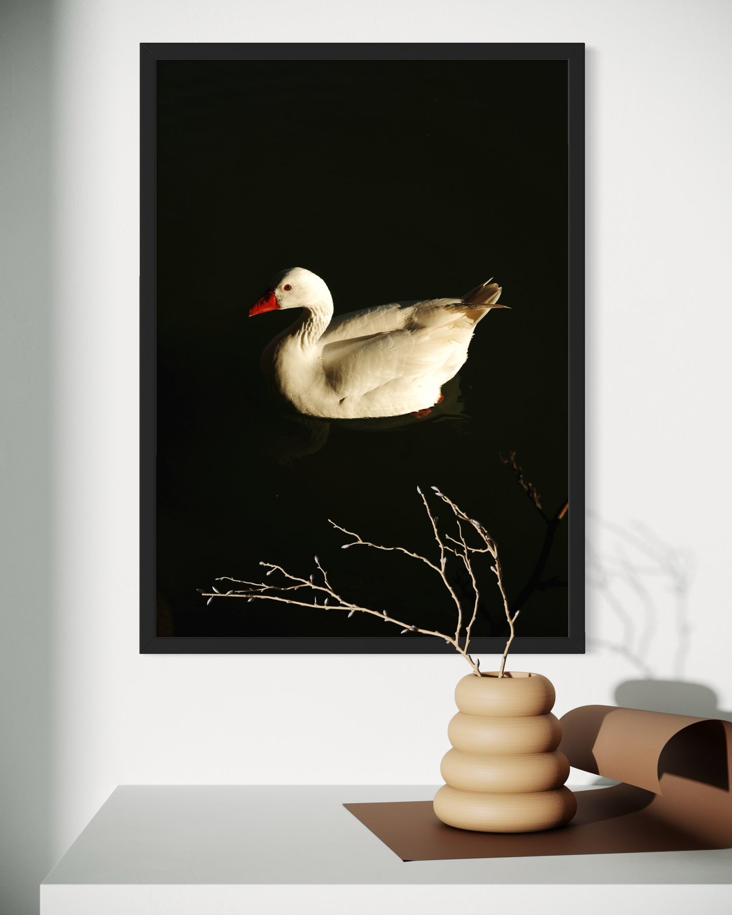 Pato elegante