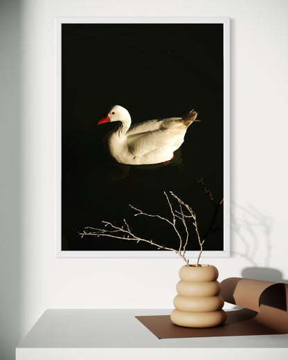 Pato elegante